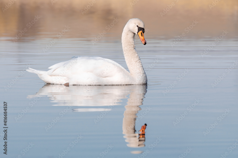 Obraz premium Wild bird mute swan (Cygnus olor) swim in spring on pond with nice reflection, Czech Republic Europe wildlife