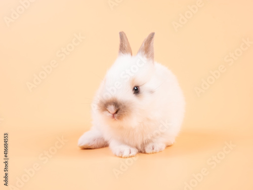 White adorable baby rabbit on yellow background. Cute baby rabbit. © natsarun
