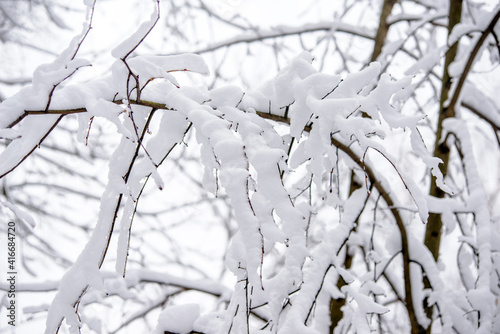Snow-covered tree branches in a winter Park 