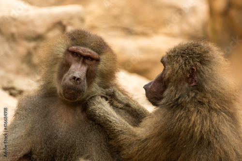 Monkeys Picking at Each Others Hairs