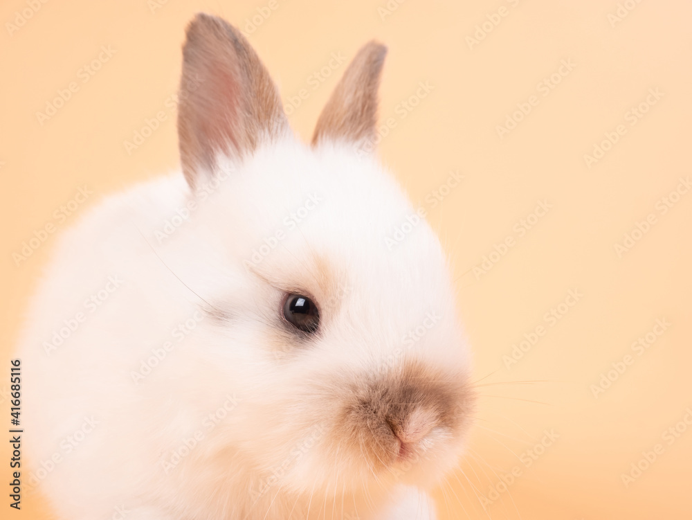 Close up of white baby rabbit on yellow background. Cute baby rabbit. Close up of white baby rabbit on yellow background. Cute baby rabbit.