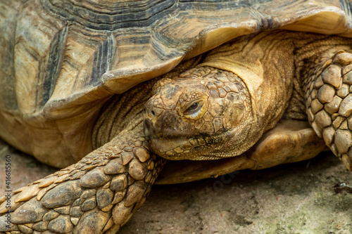 Close-Up View of Ancient Giant Tortoise