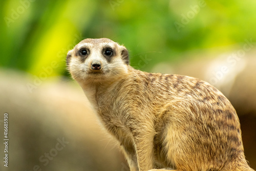 Meerkat Standing Up and Looking at Camera © JCMKphoto