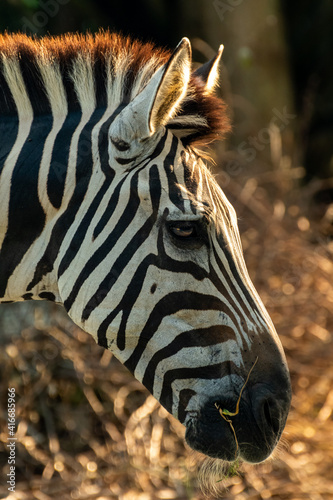 Close-Up View of Zebra