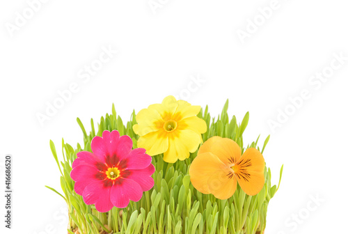 Spring flowers in easter grass. Isolated on white background.