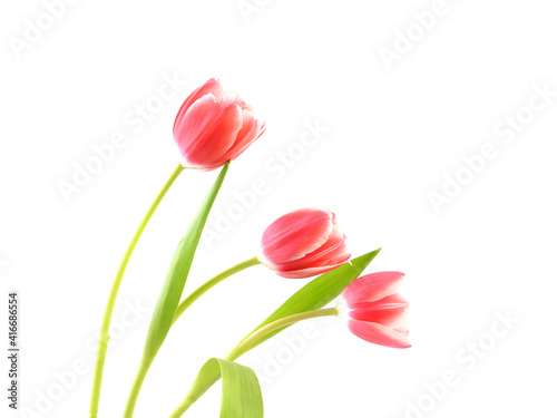 Tulips isolated on white background.