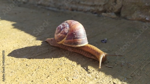 snail running on asphalt ground