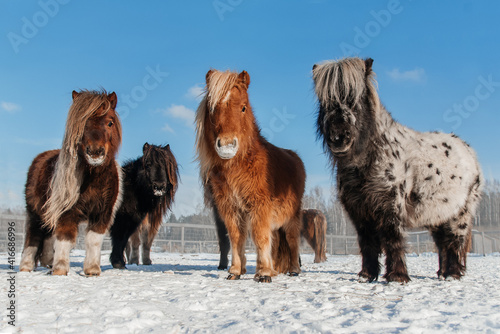 Group of miniature shetland breed ponies in winter photo