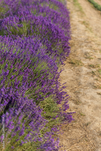 Lavender field in Poland