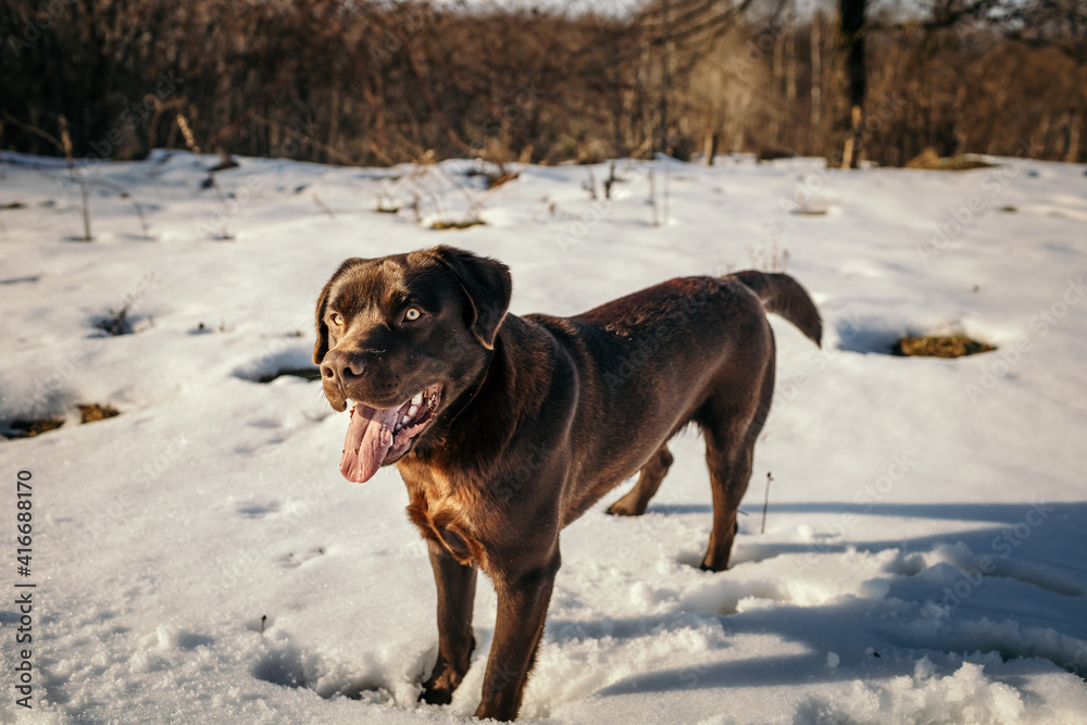 A dog standing in the snow a Labrador A dog standing in the snow a Labrador