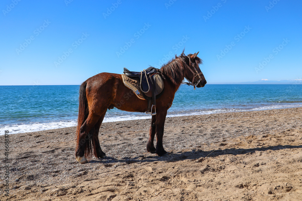 Side View of a brown horse waiting for its rider, against the sunny blue sky, along the shore of the sea in the summer on a sunny day in Antalya Turkey. Copy Space. Side View of a brown horse waiting for its rider, against the sunny blue sky, along the shore of the sea in the summer on a sunny day in Antalya Turkey. Copy Space.