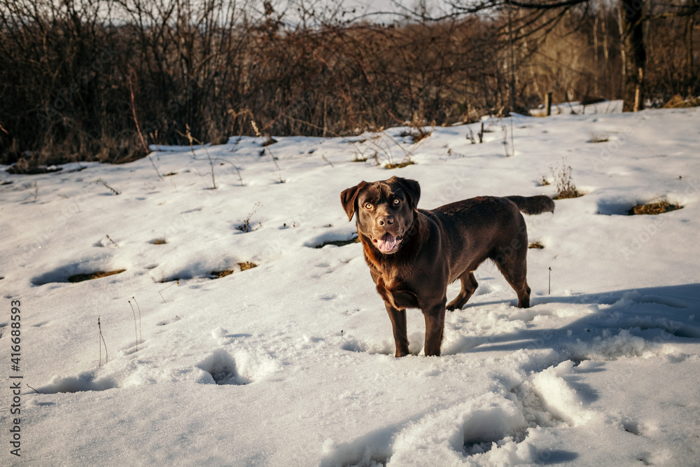 A dog standing on top of a snow covered field A dog standing on top of a snow covered field