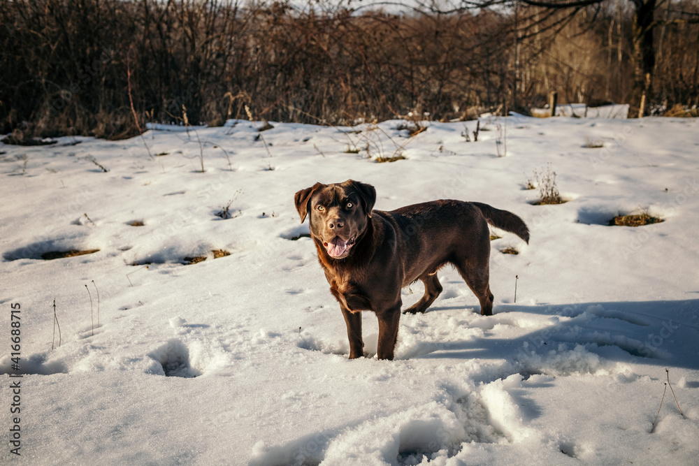 A dog standing on top of a snow covered field A dog standing on top of a snow covered field