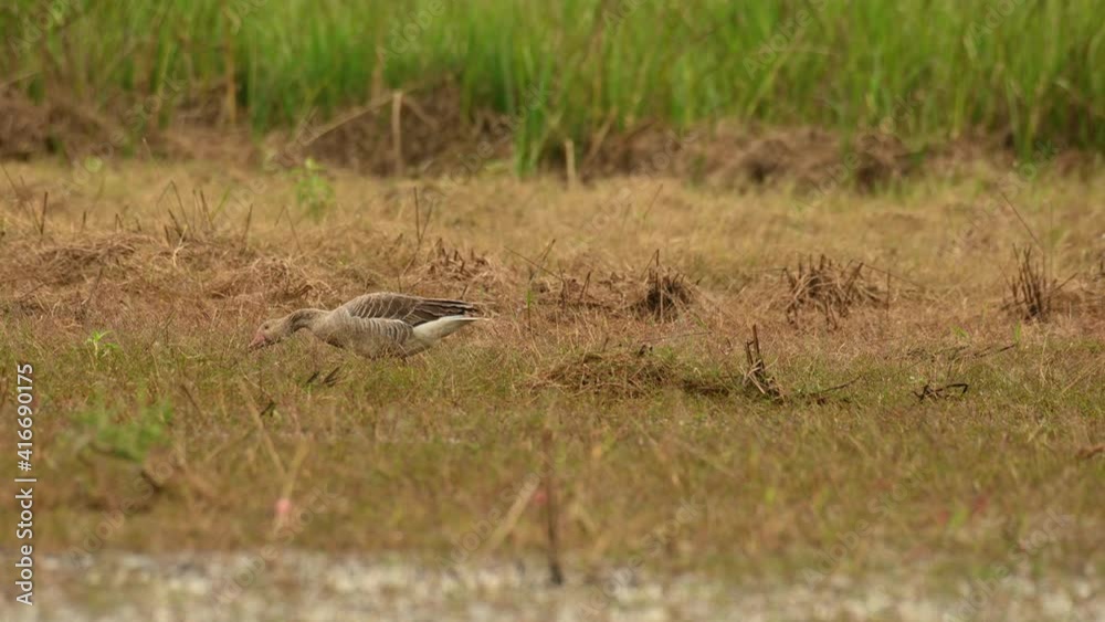 Greylag Goose, Anser anser, Bueng Boraphet, Nakhon Sawan, Thailand; an individual seen foraging at a wetland with drying grass caused by the blistering summer sun as it goes towards the left. Greylag Goose, Anser anser, Bueng Boraphet, Nakhon Sawan, Thailand; an individual seen foraging at a wetland with drying grass caused by the blistering summer sun as it goes towards the left.
