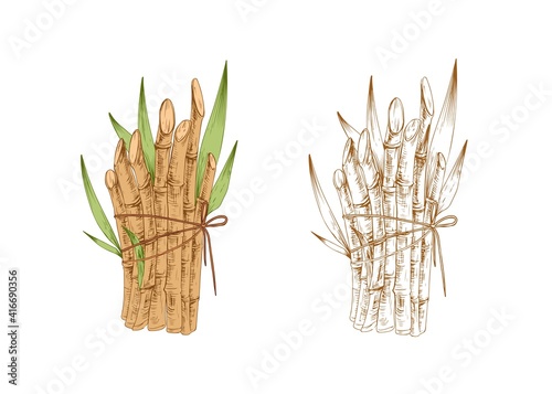 Colored stems and sprouts of sugarcane and outlined sketch of sugar cane. Two bound bunches of plant. Contoured botanical elements. Hand-drawn vector illustration isolated on white background