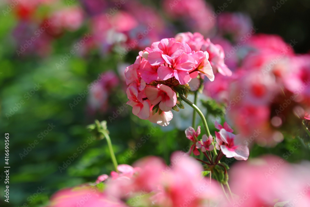 pink plumbago auriculata flower in the garden pink plumbago auriculata flower in the garden