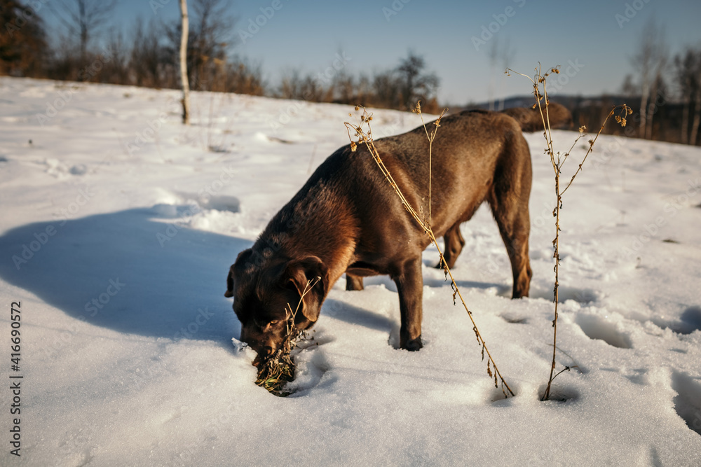 A horse that is standing in the snow A horse that is standing in the snow