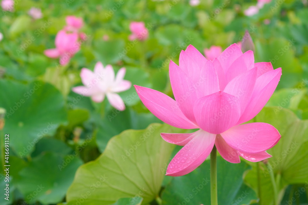 蓮の花　満開　夏景色