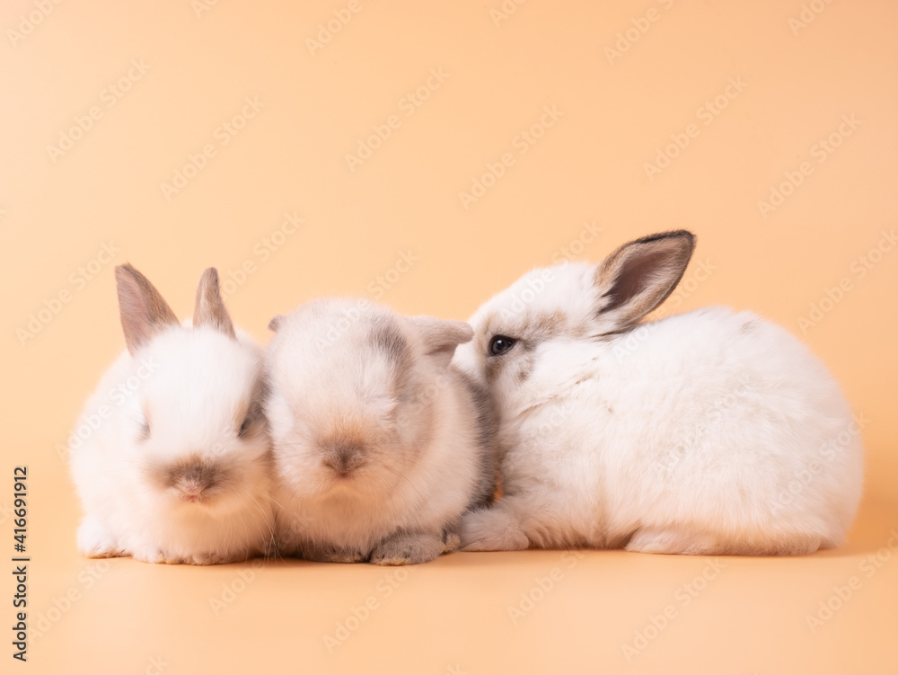 Fototapeta premium Three white cute rabbit on yellow background. Group of baby rabbits sitting isolated on background