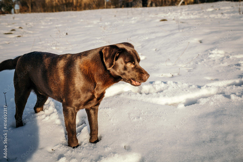 A dog standing in the snow a Labrador