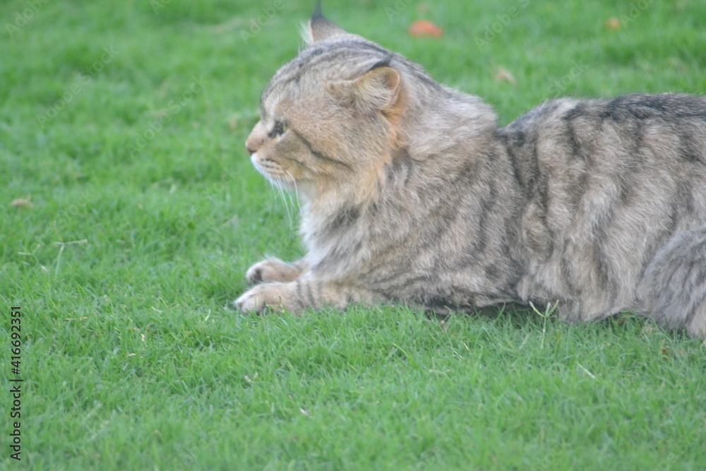 cat side view cat side view