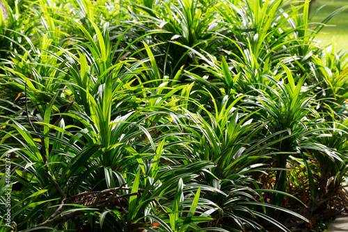 Pandan leaves (Pandanus amaryllifolius Roxb.) are plants that contain aroma essential oils. Popularly used to squeeze juice using as an ingredient in Thai food