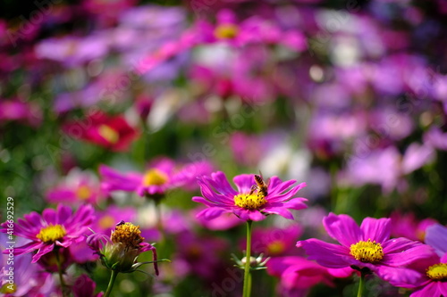 Beautiful nature Pinks flower  in nature garden.