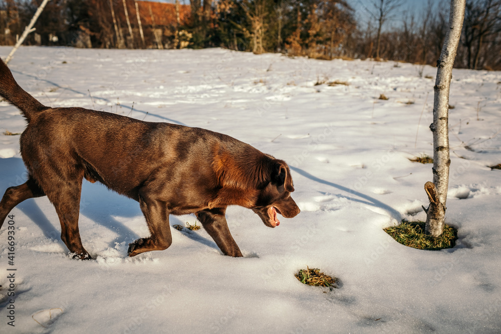 A dog walking in the snow a Labrador A dog walking in the snow a Labrador