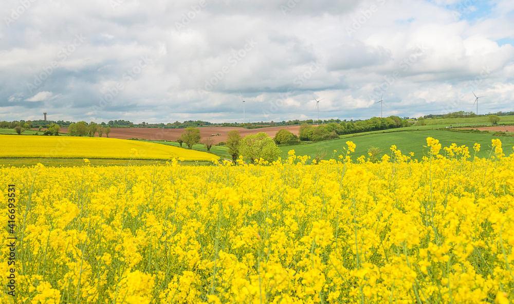 Beautiful spring rural landscape. Yellow field of blooming rapeseed, green and brown agricultural fields with horizon over land