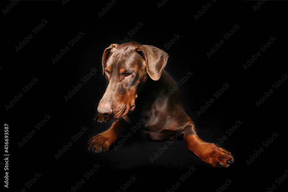 brown doberman dog isolated on black 