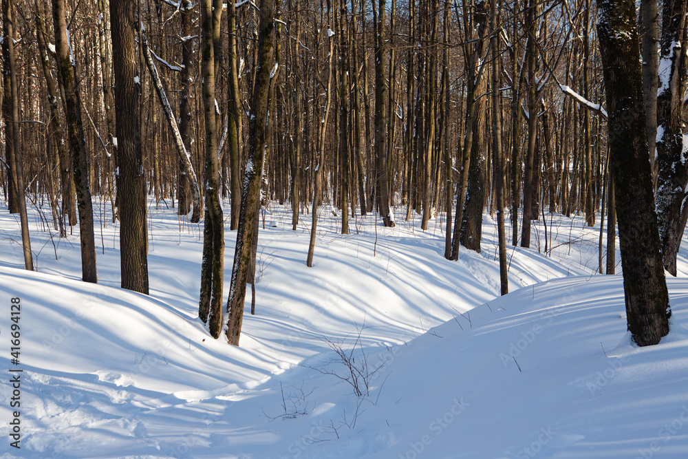 Long shadows in a snowy forest Long shadows in a snowy forest