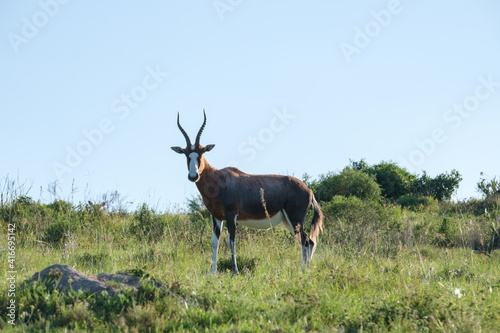 Blesbok portrait, on a hill on safari in South Africa