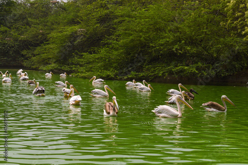 A group of pelican birds on pond in New Delhi Zoo.