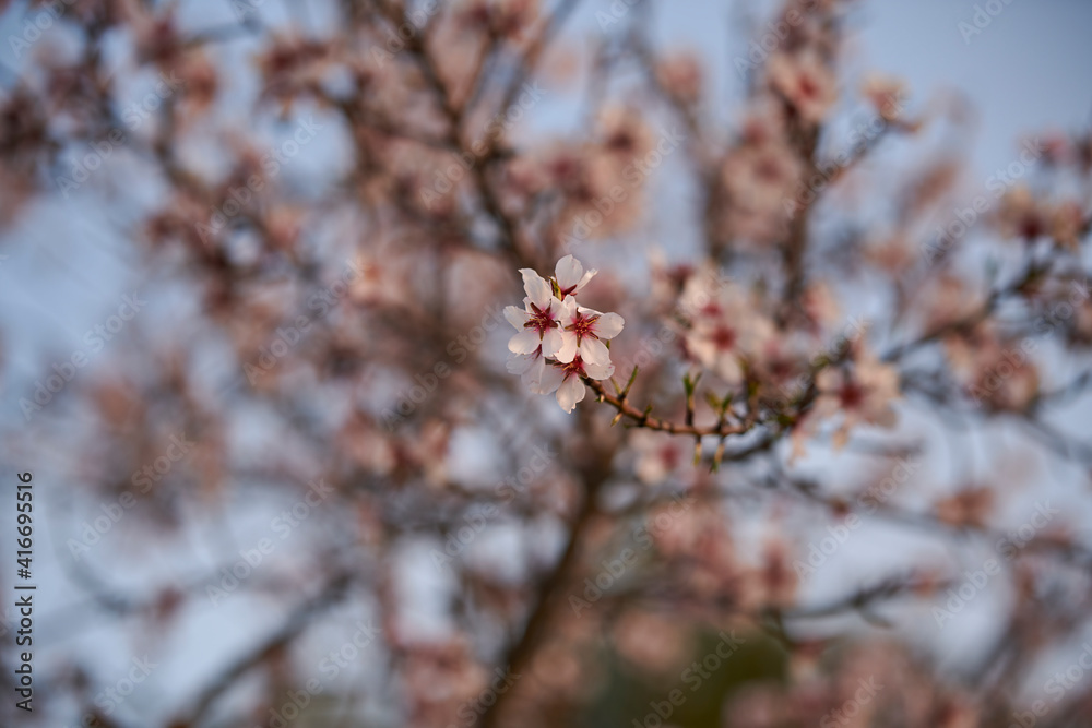 Detail photograph of the flowers of an almond tree blooming Detail photograph of the flowers of an almond tree blooming