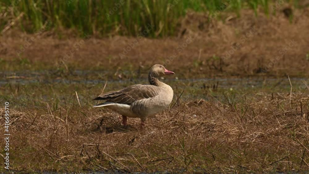 Greylag Goose, Anser anser, Bueng Boraphet, Nakhon Sawan, Thailand; standing on brown dried grass facing to the right and then looks up at a wetland during a hot summer day. Greylag Goose, Anser anser, Bueng Boraphet, Nakhon Sawan, Thailand; standing on brown dried grass facing to the right and then looks up at a wetland during a hot summer day.