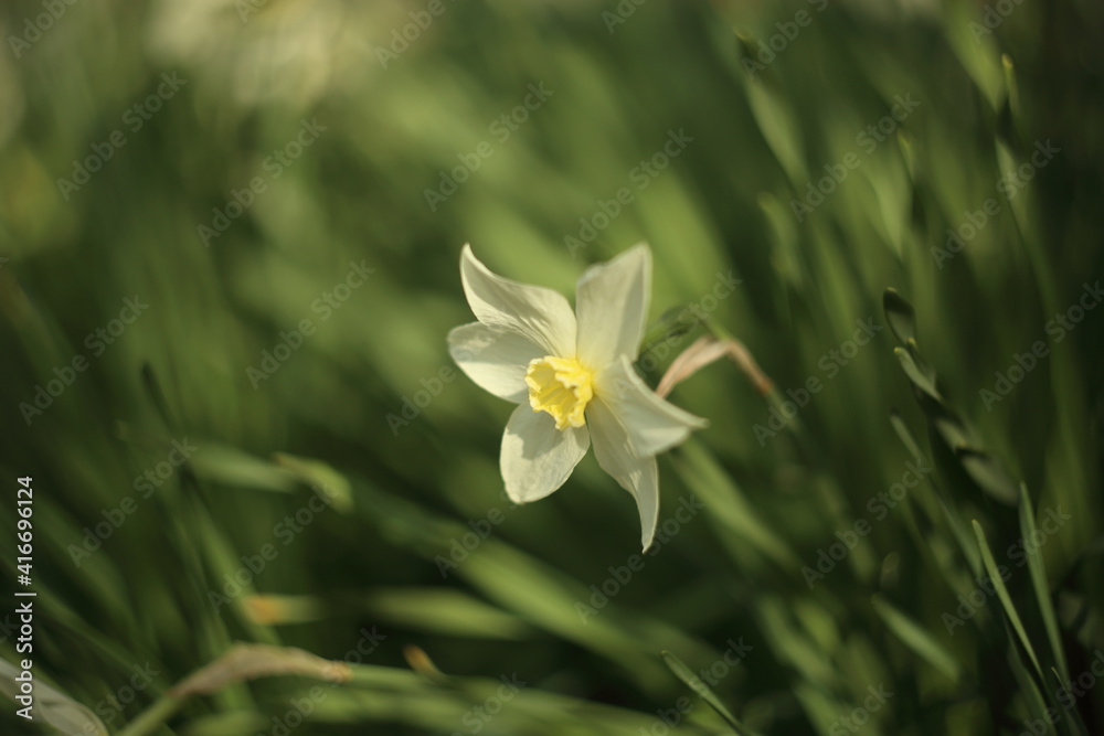 White narcissuses blooming in spring garden, green background White narcissuses blooming in spring garden, green background