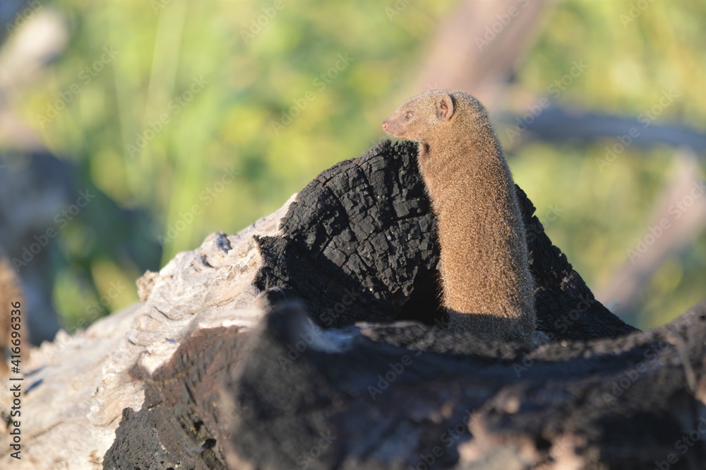 Obraz premium Mongoose, botswana