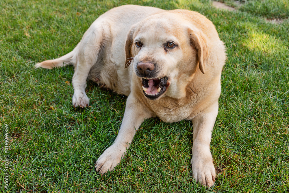 Golden Labrador retriever. The dog growls. Golden Labrador retriever. The dog growls.