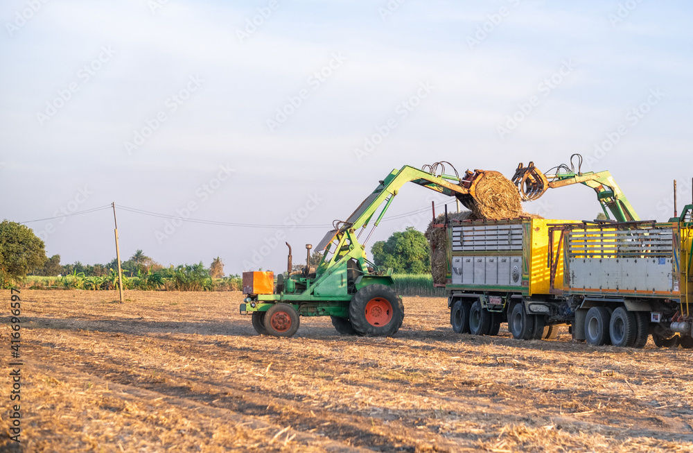 sugarcane harvester working in farm sugarcane harvester working in farm
