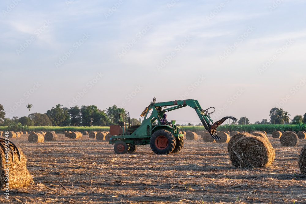 Obraz premium sugarcane harvester working in farm