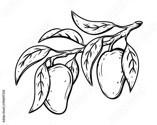 Mango on branch with leaves, ink sketch. Black linear clipart of tropical fruit. Botanic print, poster, element for farm product packaging. Graphic isolated vector illustration, white background