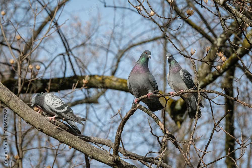 Fototapeta premium Pigeons