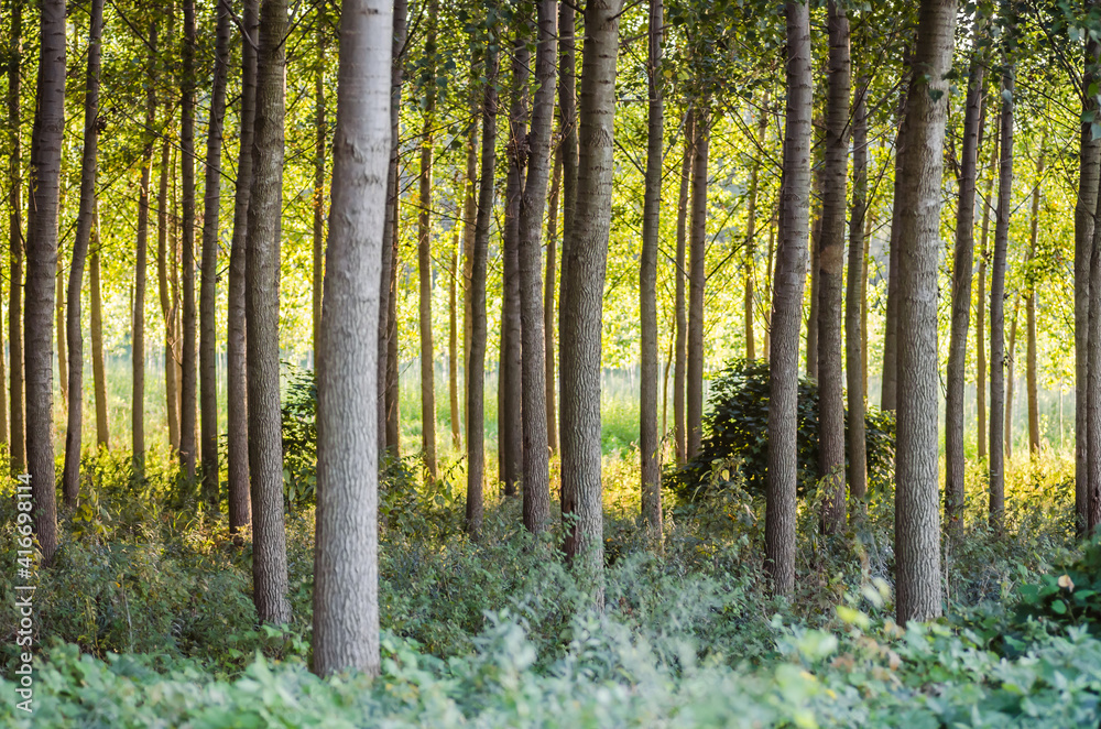 Obraz premium A young forest of poplar trees on the banks of the Danube River in Petrovaradin near Novi Sad, Serbia 