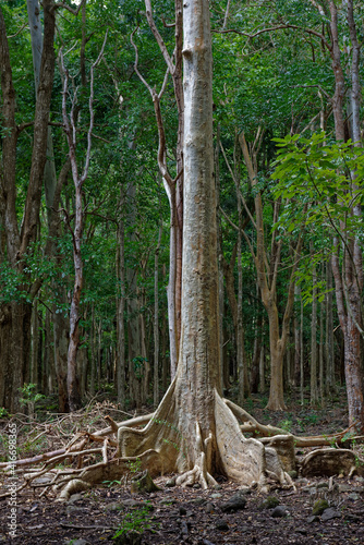 The straight tree trunk of a white mahogany tree seen amongst the endemic species of trees in the tropical rain forest of the Mauritian interior. photo