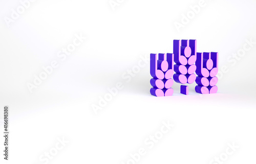 Purple Cereals set with rice  wheat  corn  oats  rye  barley icon isolated on white background. Ears of wheat bread symbols. Minimalism concept. 3d illustration 3D render.