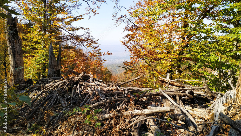 Beautiful autumn forest in the mountains. Beautiful autumn forest in the mountains.