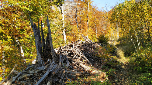 Beautiful autumn forest in the mountains.