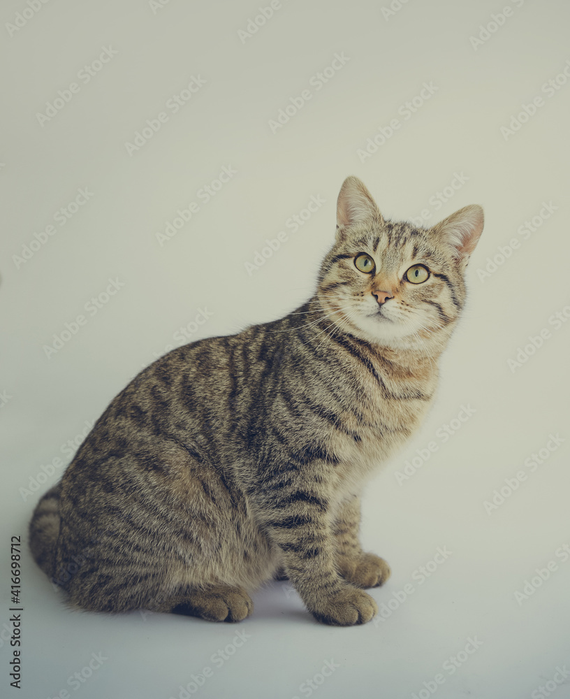 A tortoiseshell cat isolated on a white background
