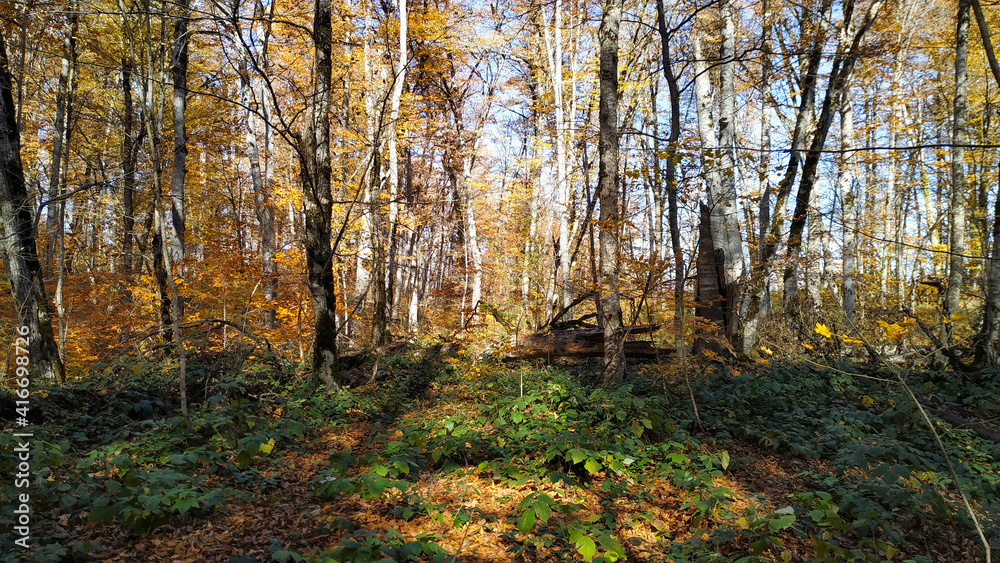 Beautiful autumn forest.