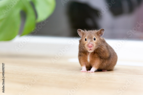 Close-up portrait of funny curious Syrian hamster looking at the camera. The hamster is sitting by the window next to a monstera leaf. Care and love for pets. Pet shop, veterinary medicine. Copy space